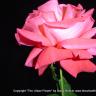 Winter Rose